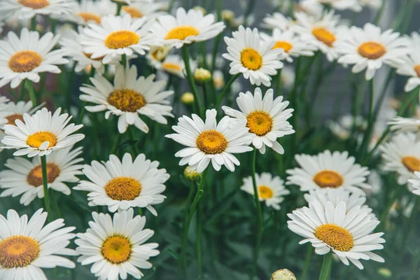 Красиві Білі Ромашки Саду — стокове фото