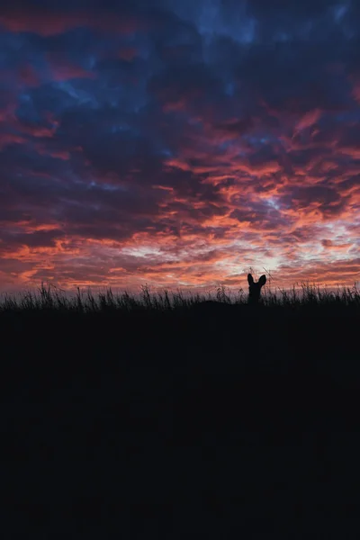 Silhouet Van Een Man Met Een Rugzak Het Veld — Stockfoto