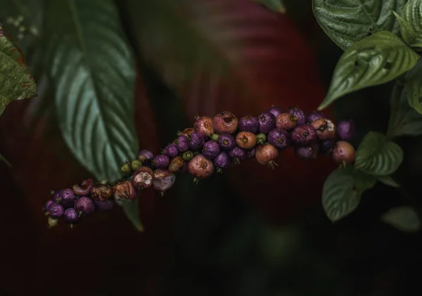 Piękne Botaniczne Ujęcie Naturalna Tapeta — Zdjęcie stockowe