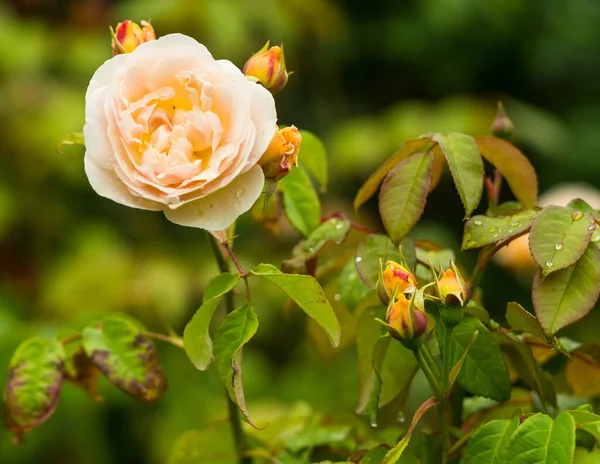 Hermosa Rosa Jardín — Foto de Stock