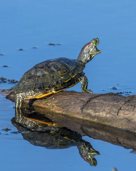 Een Grote Schildpad Rust Het Water — Stockfoto