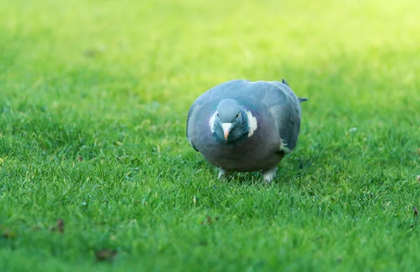 Close Zicht Van Duif — Stockfoto