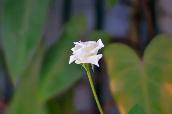 Belo Tiro Botânico Papel Parede Natural — Fotografia de Stock