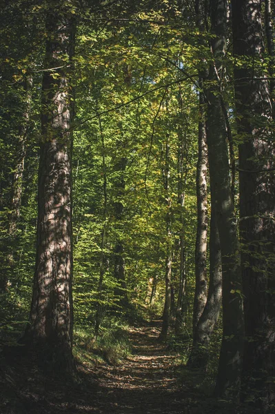 Vacker Skog Morgonen — Stockfoto