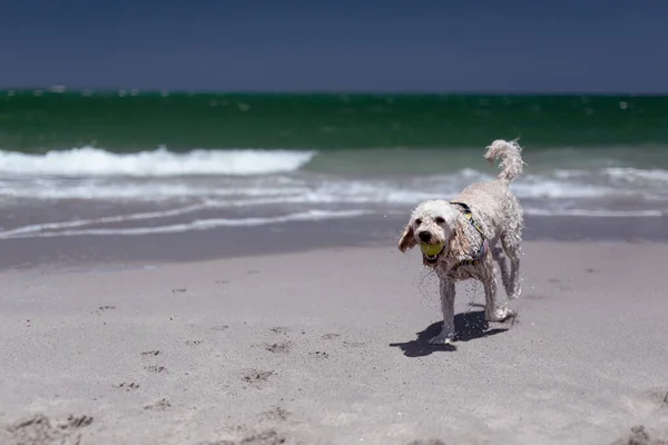 Hund Amüsiert Sich Strand Und Blickt Die Kamera — Stockfoto