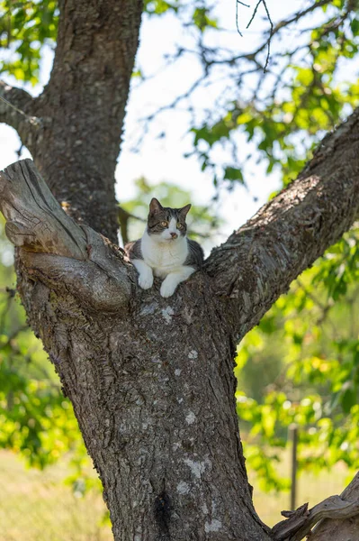 Katze Wald — Stockfoto