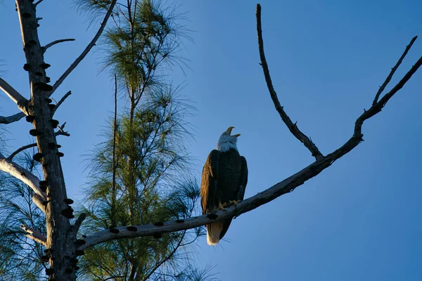Птах Сидить Гілці Дерева — стокове фото