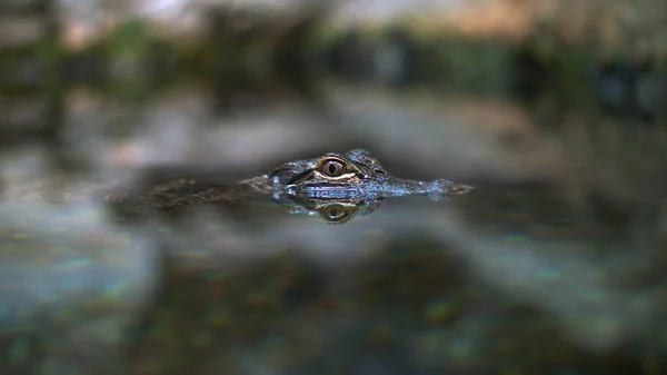 水里的青蛙 — 图库照片