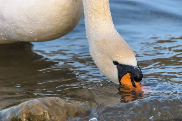 Beautiful White Swan Swimming Water — Stock Photo, Image