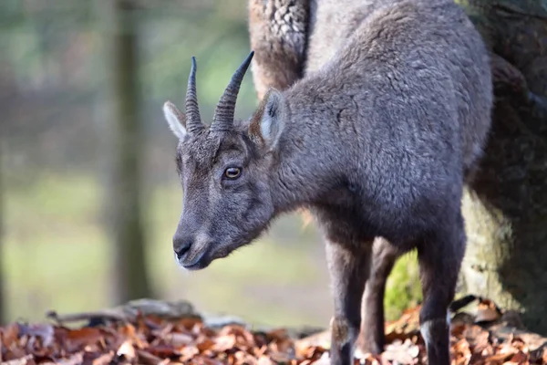 Plan Rapproché Jeune Cerf Dans Une Forêt — Photo