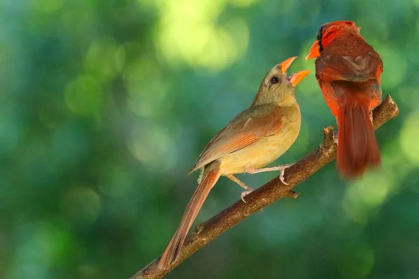 Красиві Птахи Дереві — стокове фото