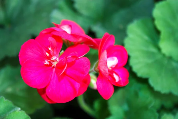 Vacker Rosa Blomma Trädgården — Stockfoto