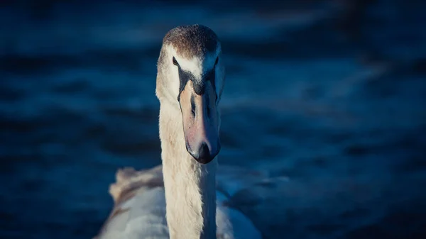 Krásná Bílá Labuť Jezeře — Stock fotografie