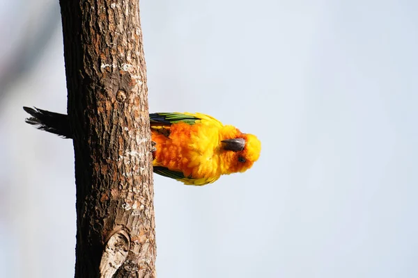 Bir Ağacın Dalında Bir Kuş Oturuyor — Stok fotoğraf