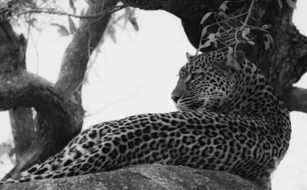 Леопард Національному Парку Крюгер Південна Африка — стокове фото
