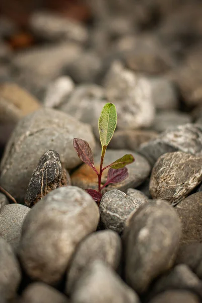 Plante Verte Poussant Dans Sol — Photo