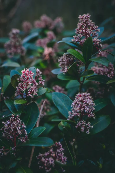 Belles Fleurs Dans Jardin — Photo