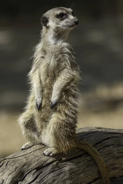 Suricata Suricatta Suricate Fauna Animal Mamífero —  Fotos de Stock