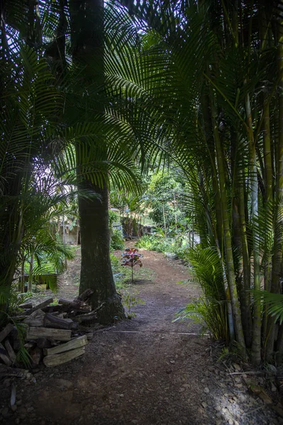 Palme Nella Giungla — Foto Stock