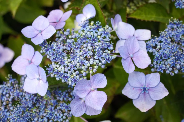 Hermosas Flores Púrpuras Jardín —  Fotos de Stock