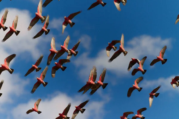 Зграя Птахів Летять Небі — стокове фото