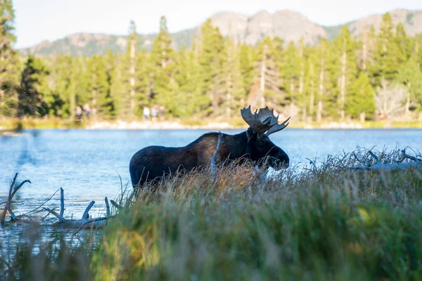 Moose Wild — Stock Photo, Image
