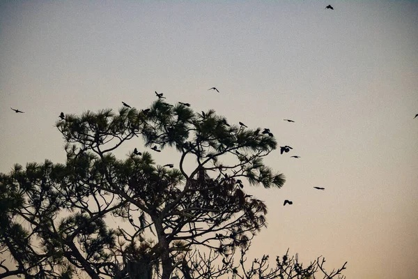 Schöne Vögel Himmel — Stockfoto