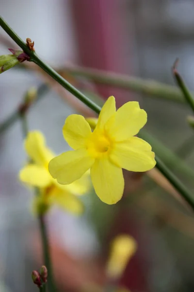 Schöne Blumen Garten — Stockfoto