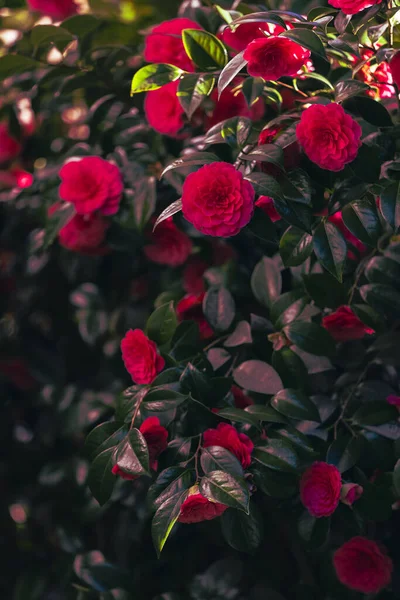 Belas Rosas Vermelhas Jardim — Fotografia de Stock