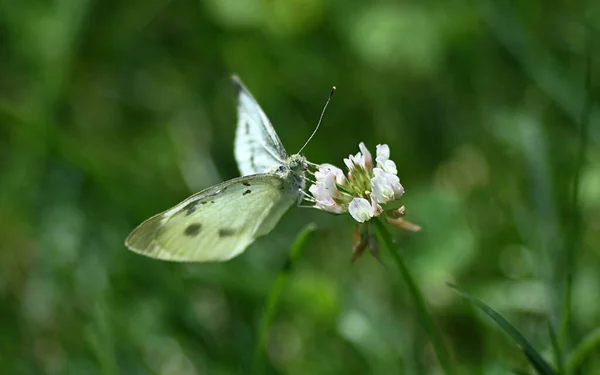 花に蝶 — ストック写真