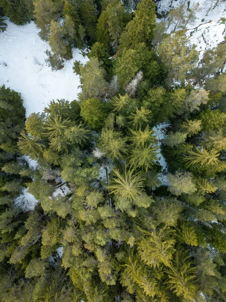 Πάνω Όψη Του Δάσους Στο Χιόνι — Φωτογραφία Αρχείου
