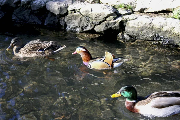 Duck Swimming Water — Stock Photo, Image