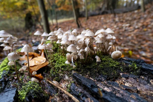 Setas Bosque — Foto de Stock