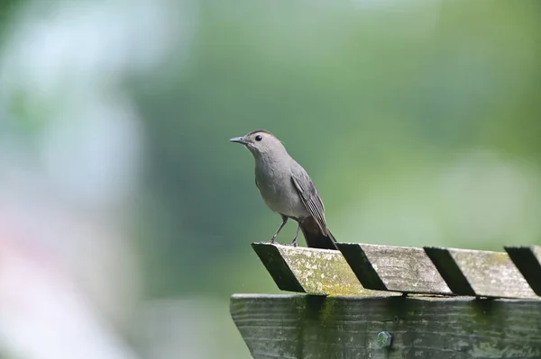 Nahaufnahme Eines Niedlichen Vogels Einem Park — Stockfoto