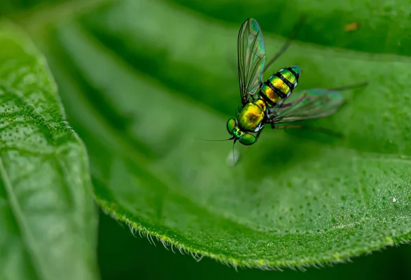 Primo Piano Bug Natura Selvaggia — Foto Stock