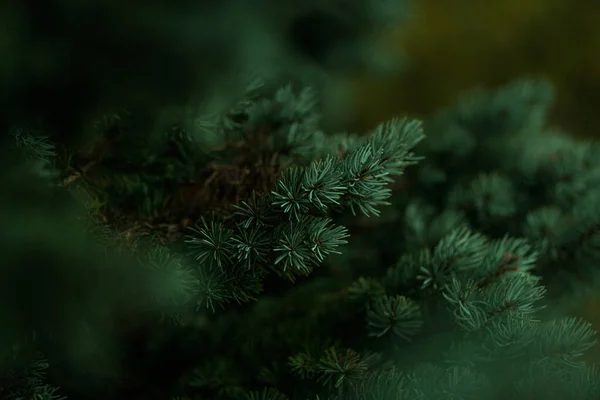 Зеленый Сосновый Конус Ветке Лесу — стоковое фото