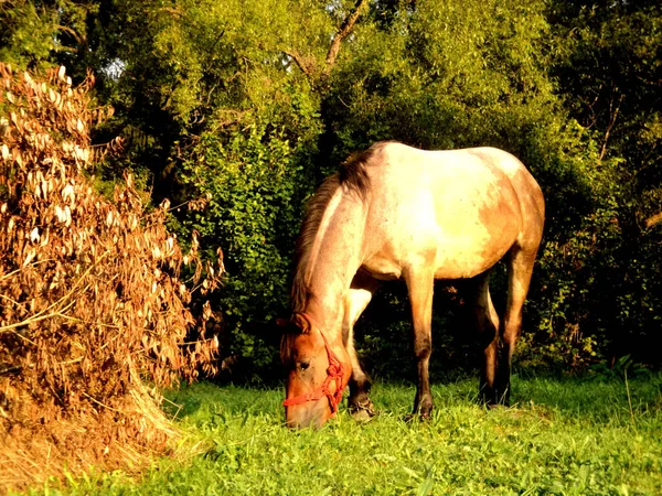 Άλογο Βόσκησης Ένα Λιβάδι — Φωτογραφία Αρχείου