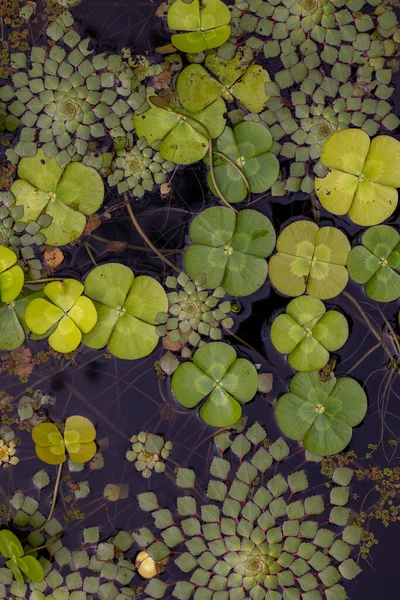 美しい植物画 自然壁紙 — ストック写真