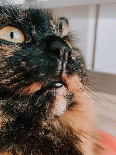 Gato Blanco Negro Con Ojos Grandes —  Fotos de Stock