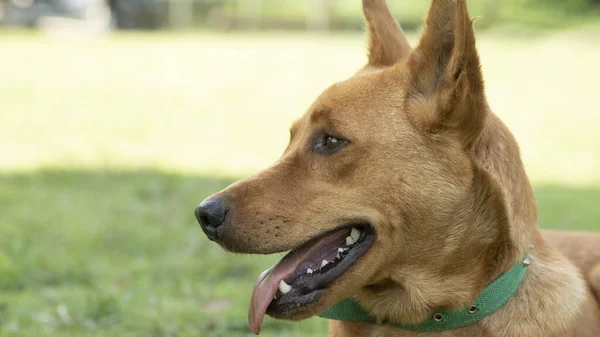 Portrait Cute Dog — Stock Photo, Image