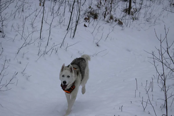 Perro Nieve — Foto de Stock