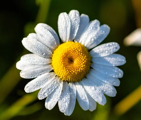 Hermosa Flor Jardín — Foto de Stock