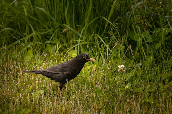 Pájaro Sobre Una Hierba Verde — Foto de Stock
