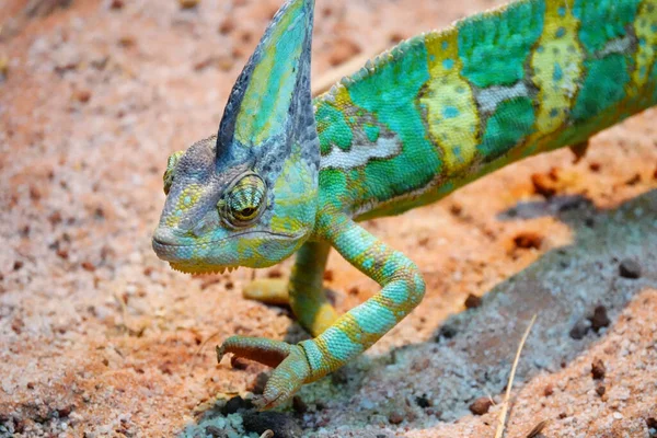 Lagarto Ramo Uma Árvore — Fotografia de Stock