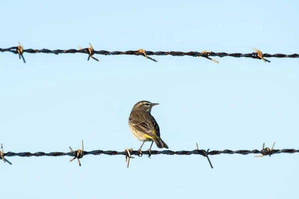 Close Zicht Van Kleine Vogel — Stockfoto