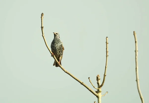 Bel Oiseau Sur Une Branche — Photo