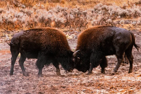 Closeup Shot Bison Wild — Stock Photo, Image