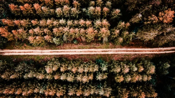 Воздушный Вид Лес Утром — стоковое фото