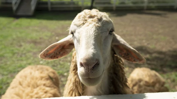 Detailní Záběr Mladé Hnědé Ovce Dívající Kamery — Stock fotografie