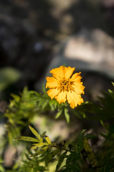 Bellissimo Fiore Giallo Giardino — Foto Stock